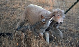 wolves-killing-sheep-700x422